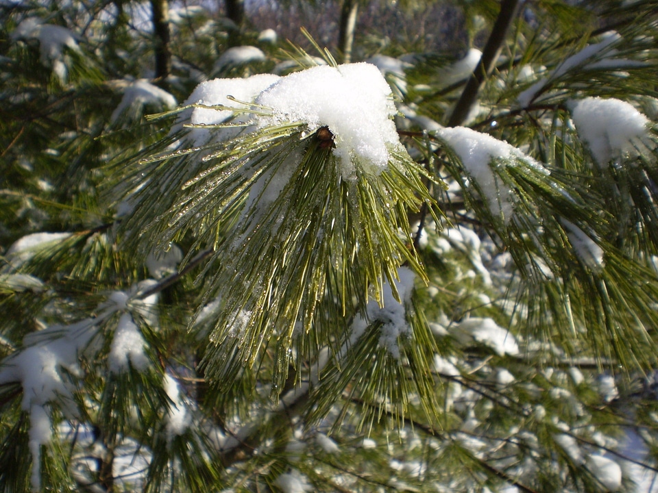 Snow pine branch photo
