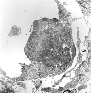 Capillary cell lumen