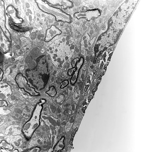 Cell cytoplasm host
