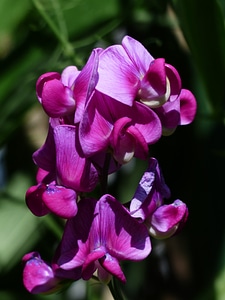 Flower purple violet