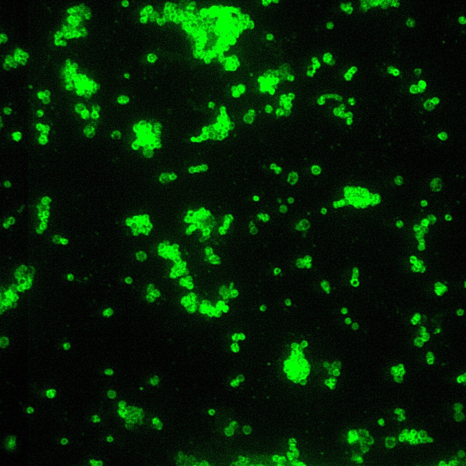 Antibody magnification scrub