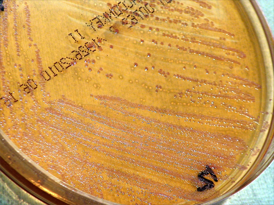 Bacteria colonial gram