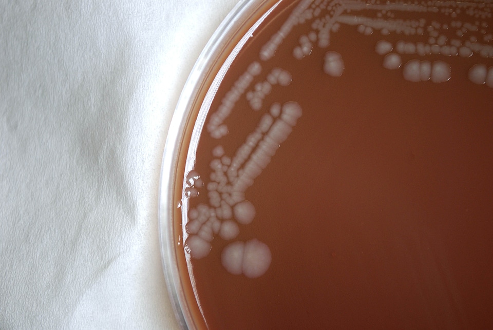 Causing disease glanders