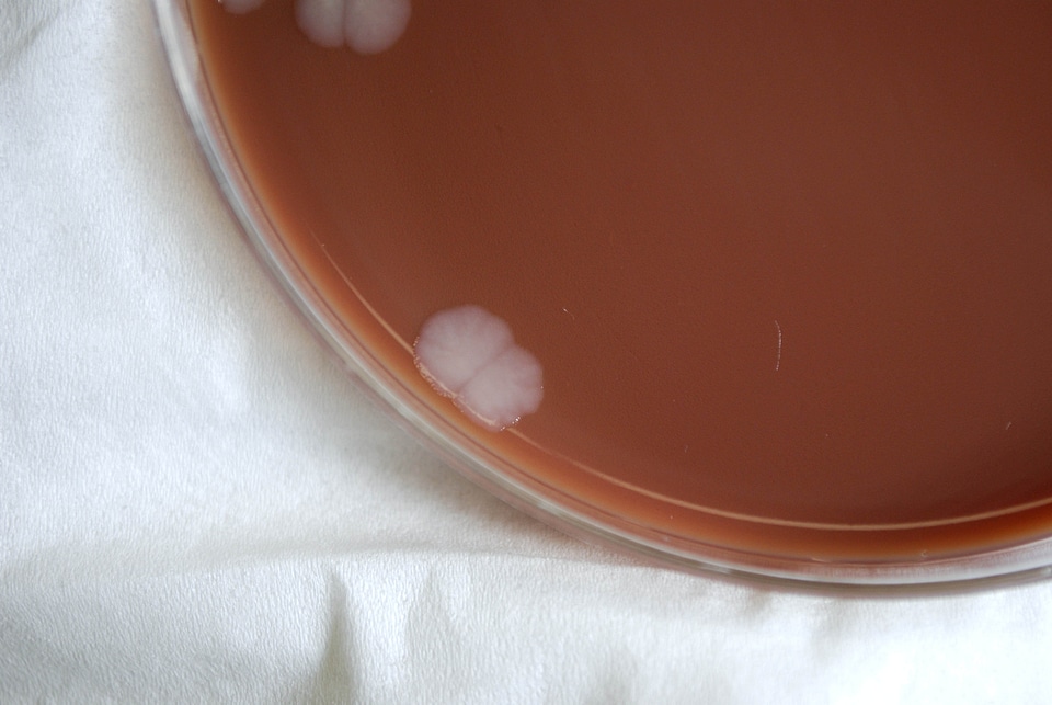 Bacteria court gram