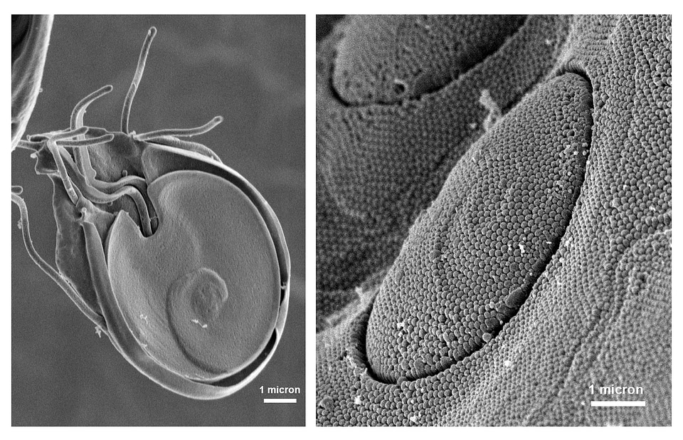 Disk giardia morphology