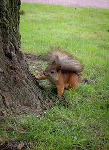 Fluffy walnut curiosity