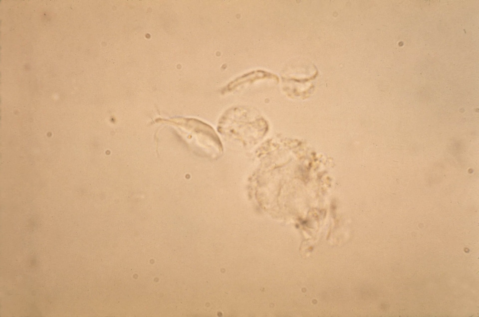 Found giardia host