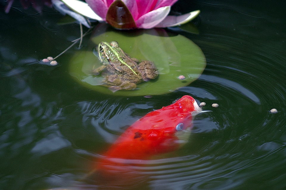 Amphibian green water