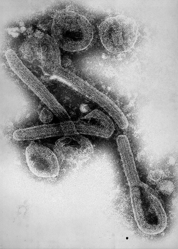 Fever genus hemorrhagic fever