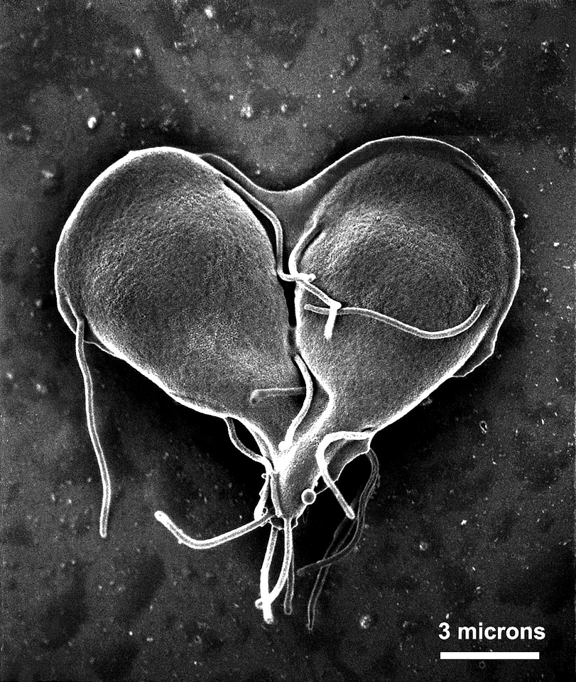 Cell cell division division