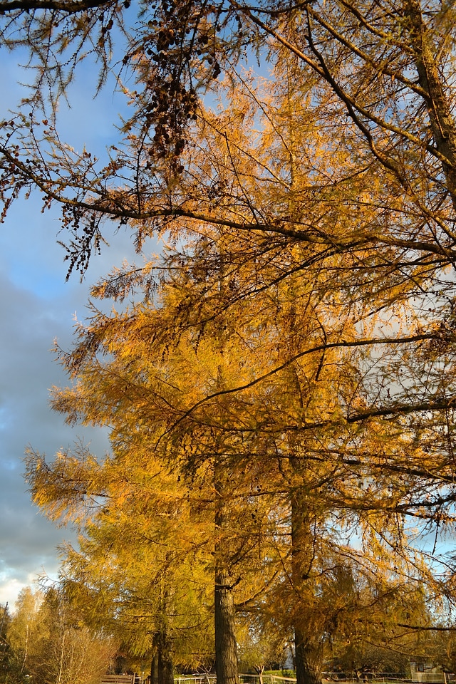 Larix decidua fall color yellow