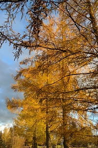 Larix decidua fall color yellow photo
