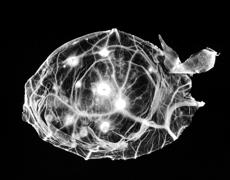 Membrane smallpox virus
