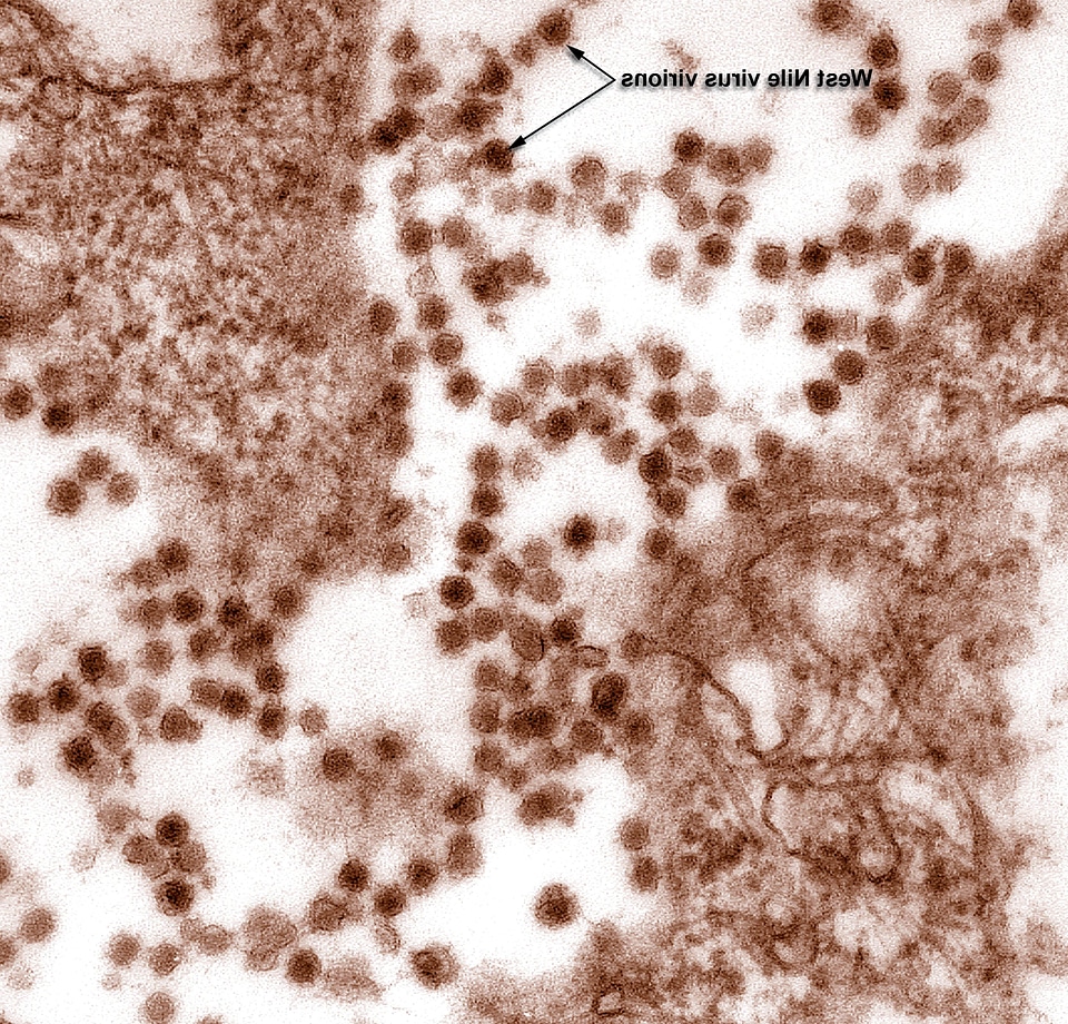 Cell culture virus