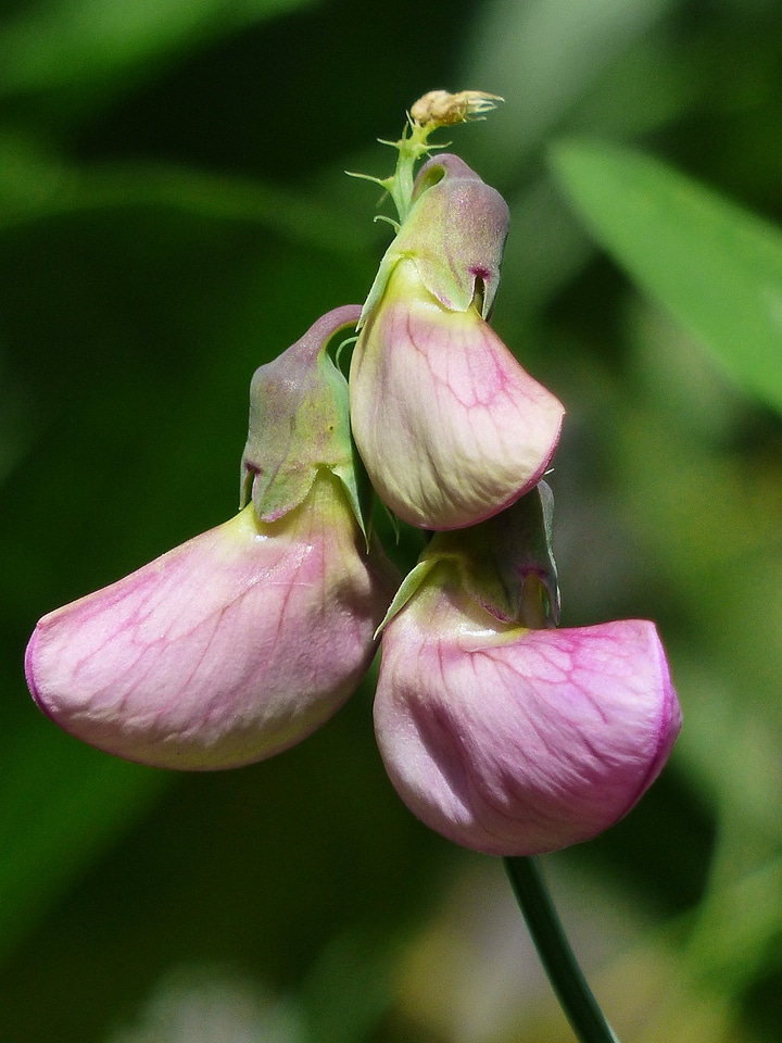 Bloom flower purple