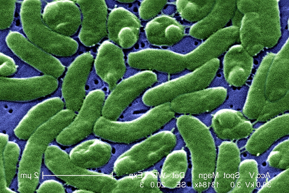 Bacteria grouping vibrio