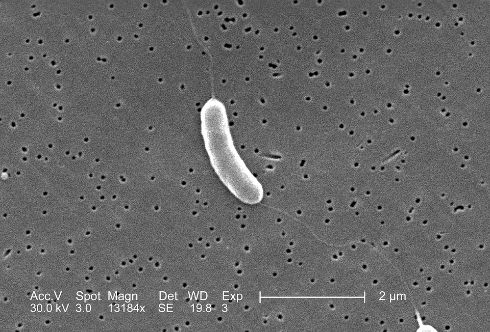 Vibrio  
