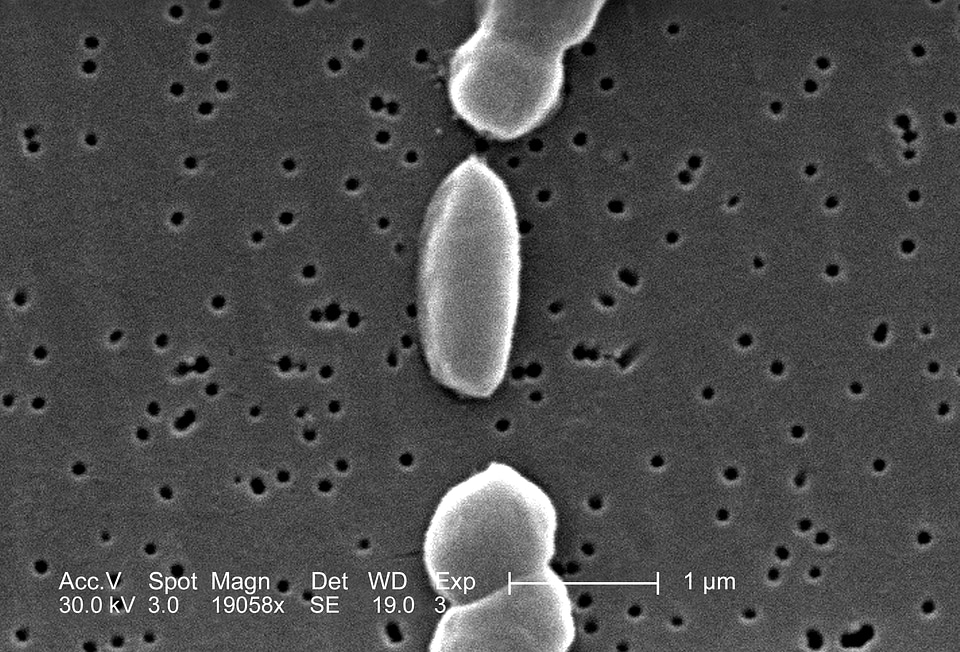 Bacteria number vibrio