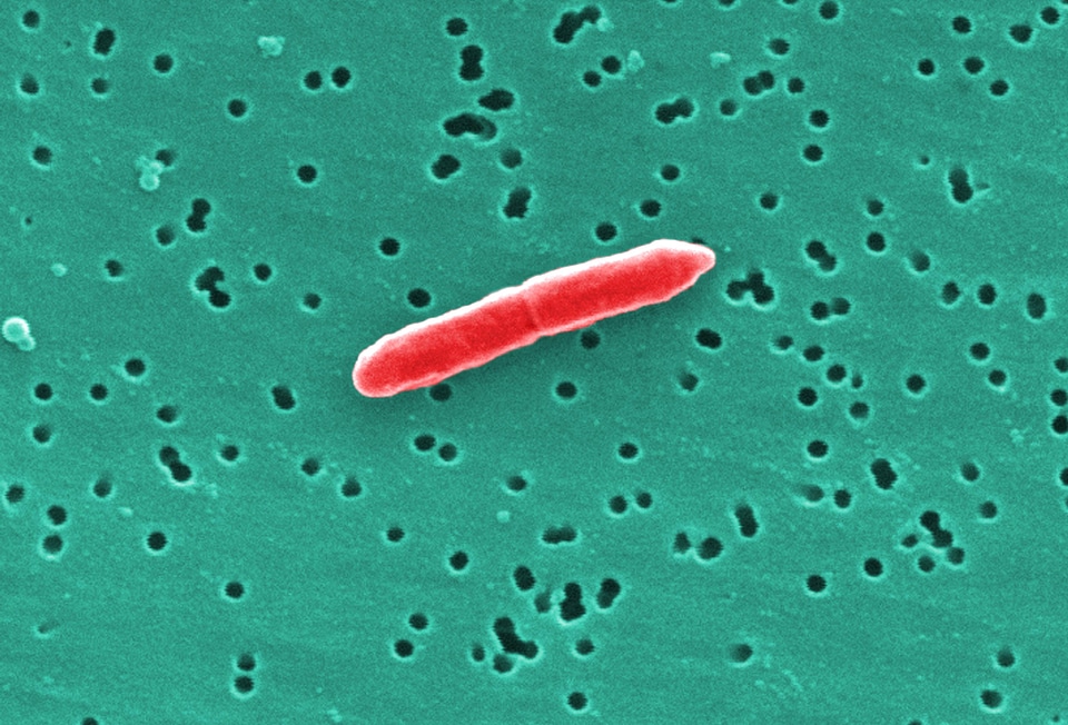 Bacteria cell cell division