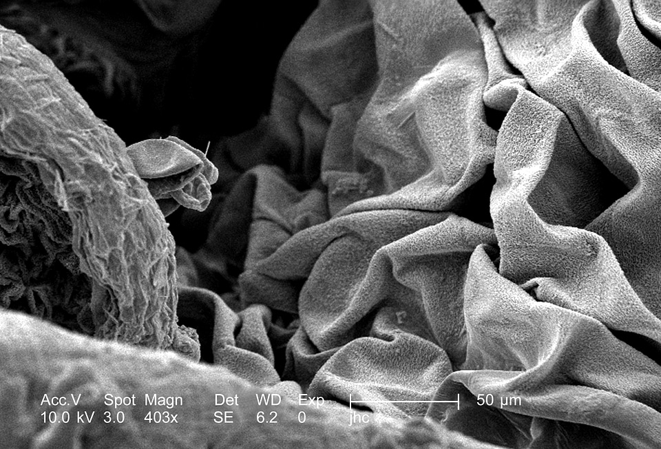 Blossom found metallic