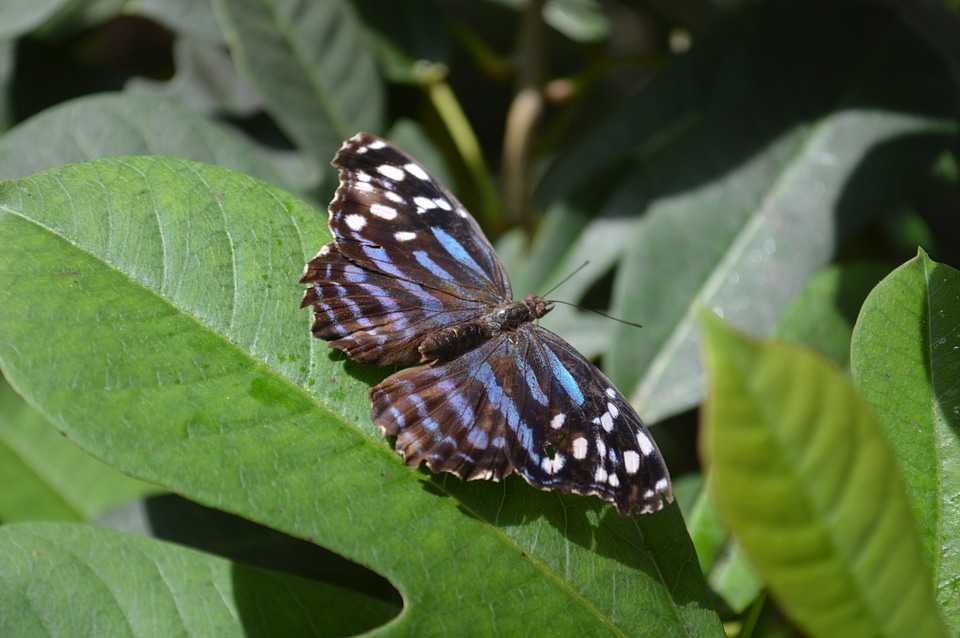 Ethusa insect mexican