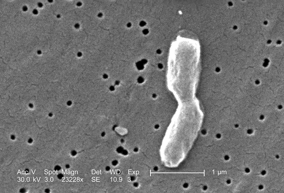 Bacteria family gram
