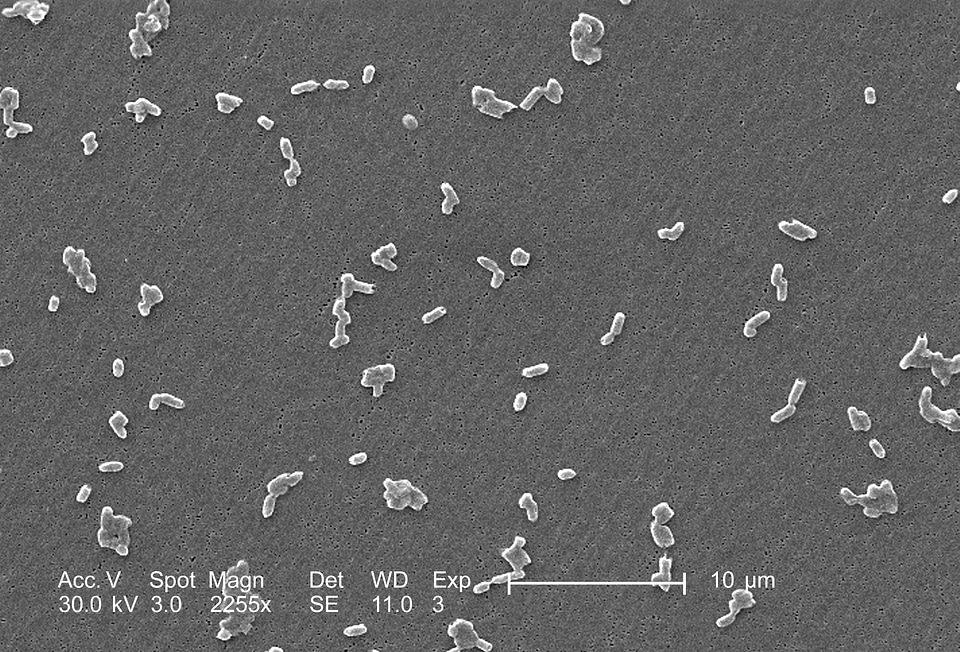 Bacteria gram magnification