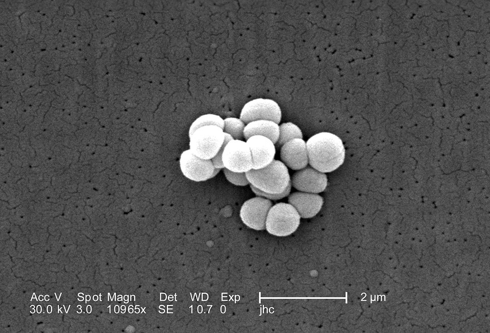 Gram group morphologic