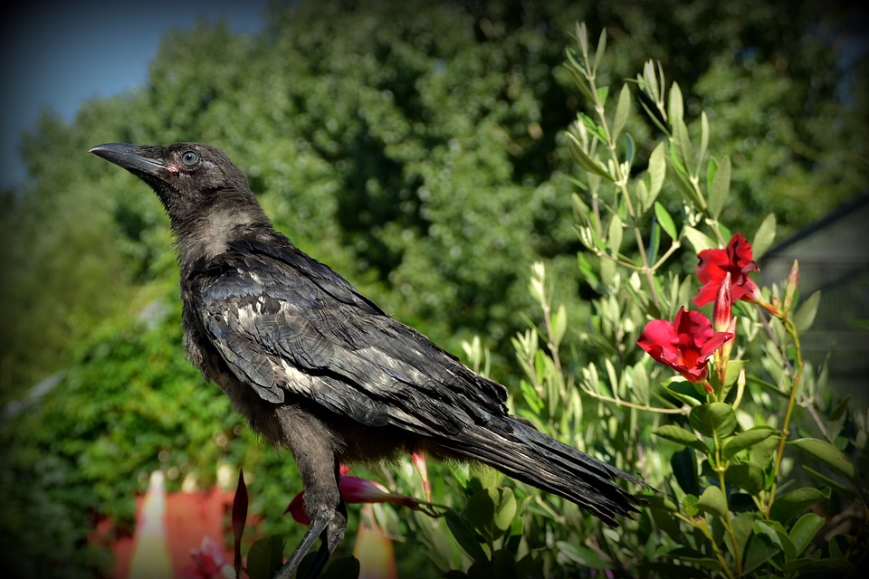 Raven corbillat bird