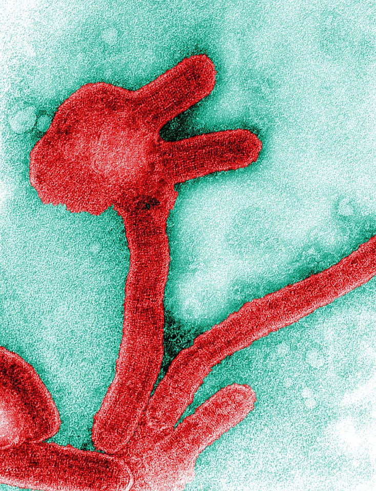 Fever hemorrhagic fever kind