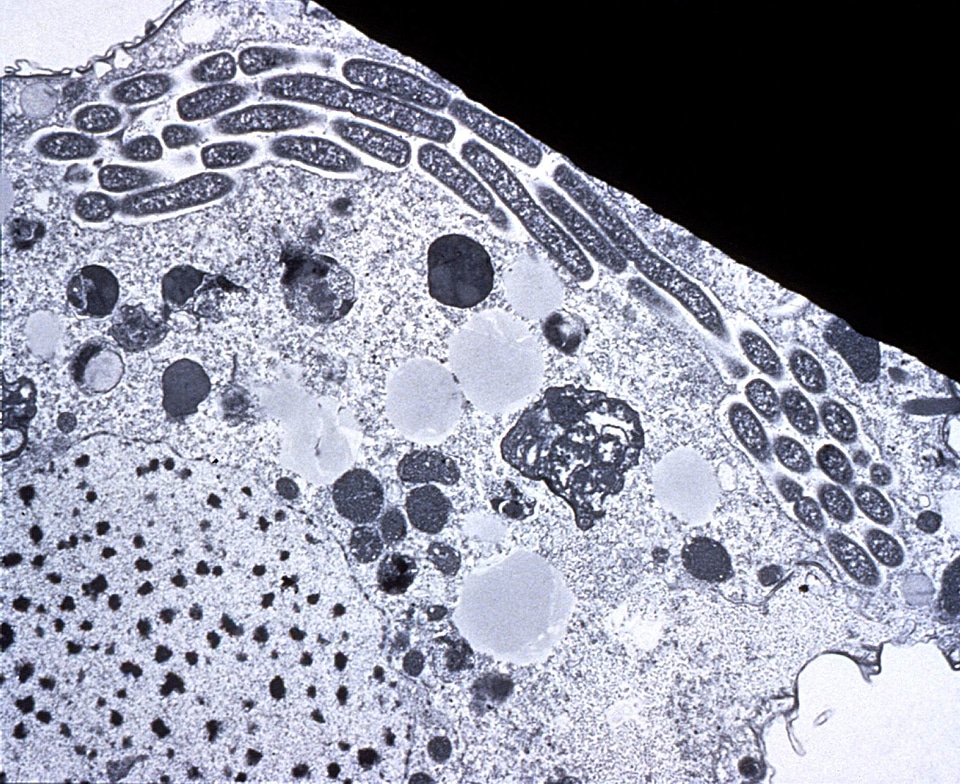 Bacteria chain cross