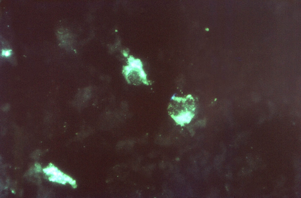 Bacteria  