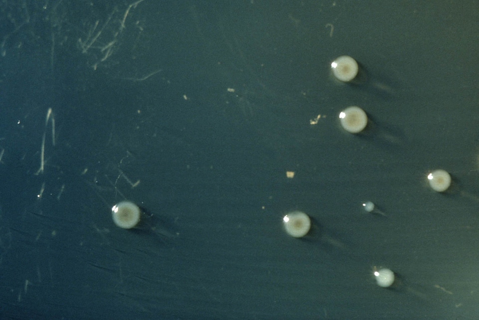 Bacteria growth model