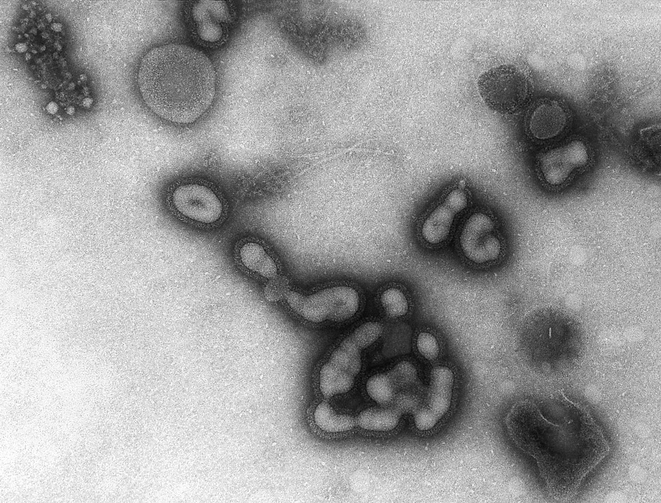 Effort influenza russian