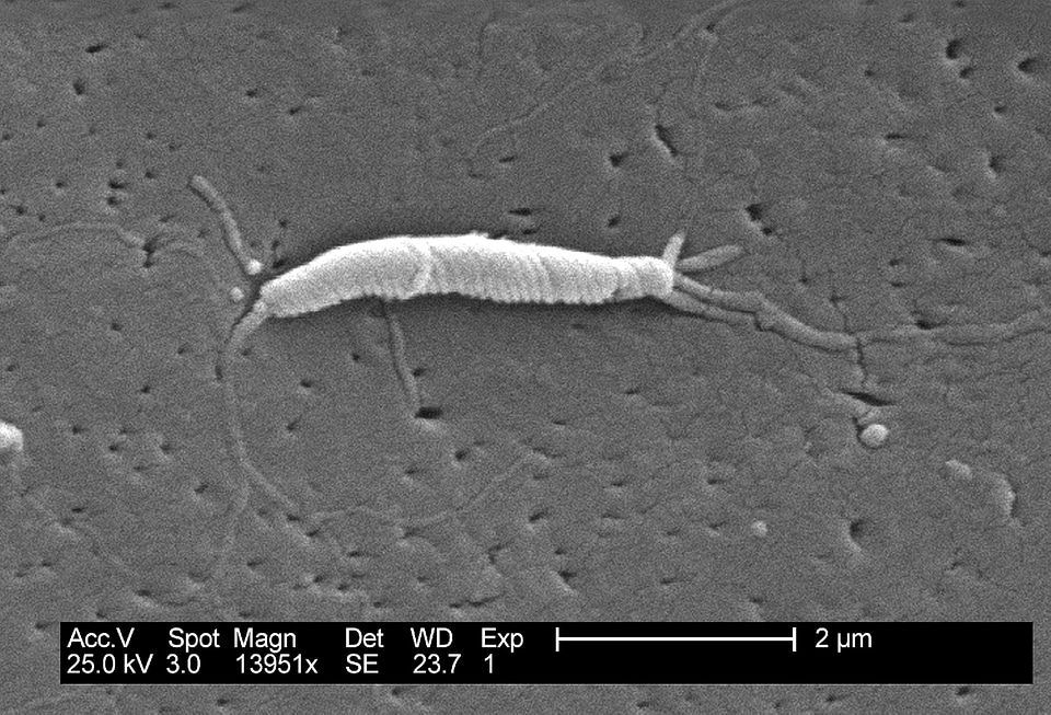 Bacteria close close-up