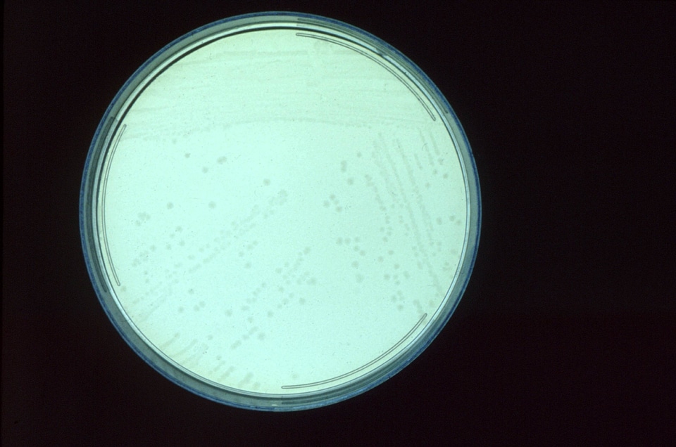 Clostridium court polymyxin