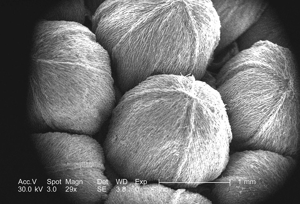 Found grounds sample