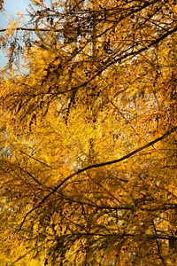 Leaves needles tap