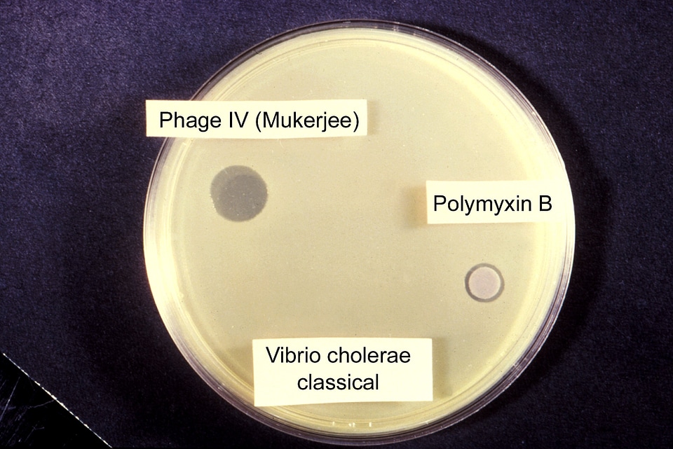 Bacteriophage classic group