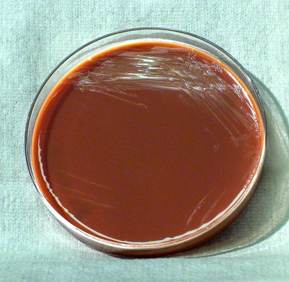 Bacteria  