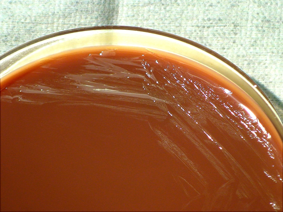 Abortus bacteria chocolate