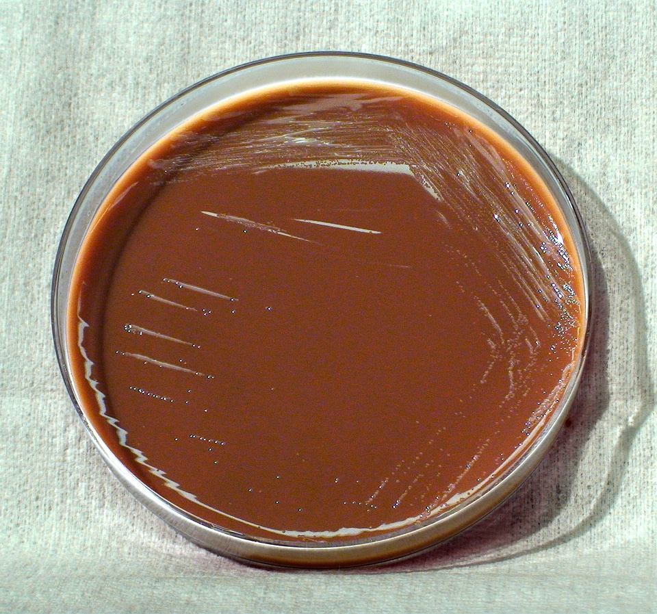 Bacteria martin means