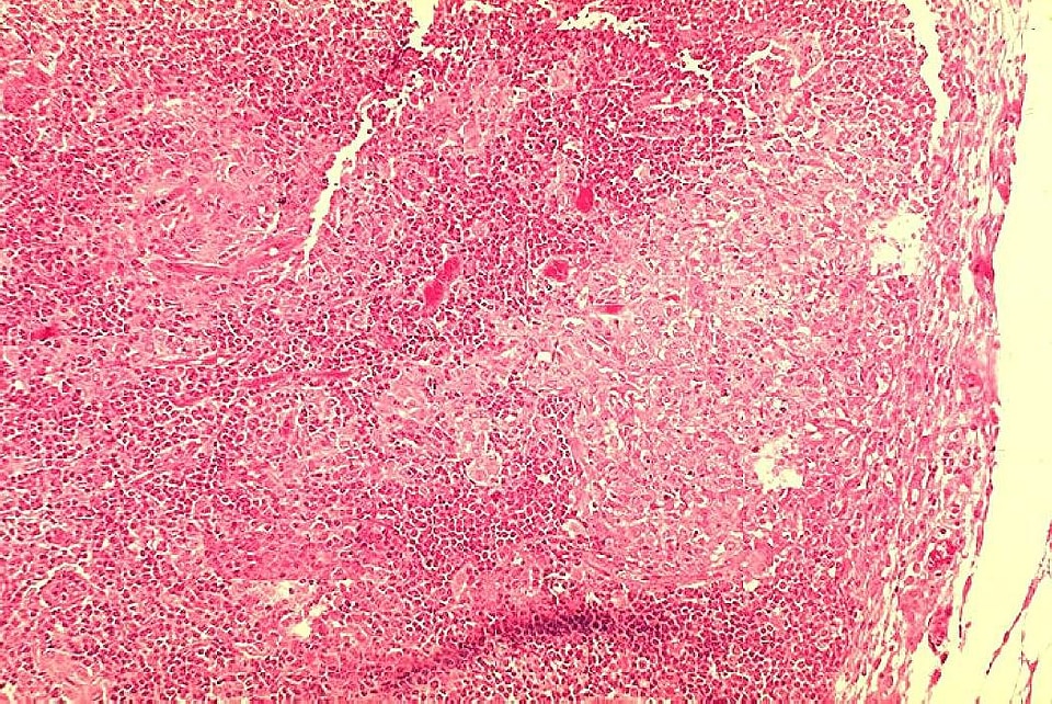 Guinea Pig Gvineja histopathology