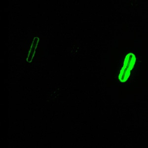 Antibody capsule photo