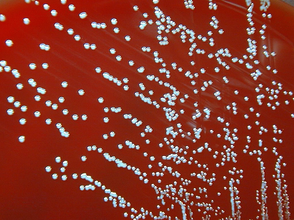 Bacteria bacteremia bacteriology