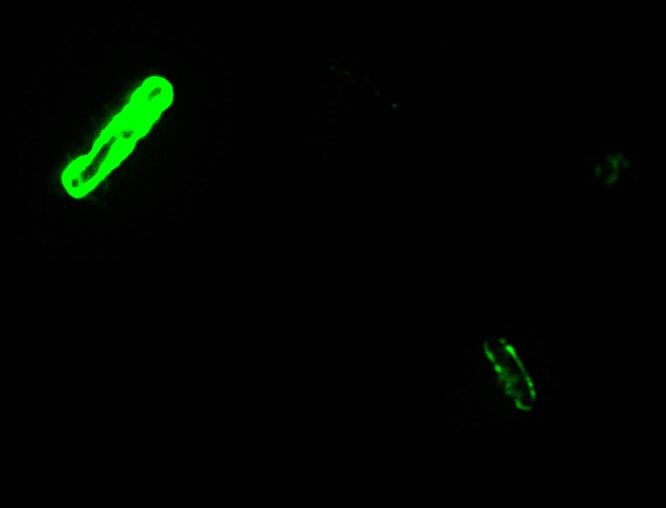 Antibody capsule scrub