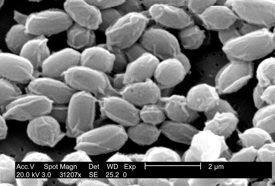 Bacillus bacteria cargo