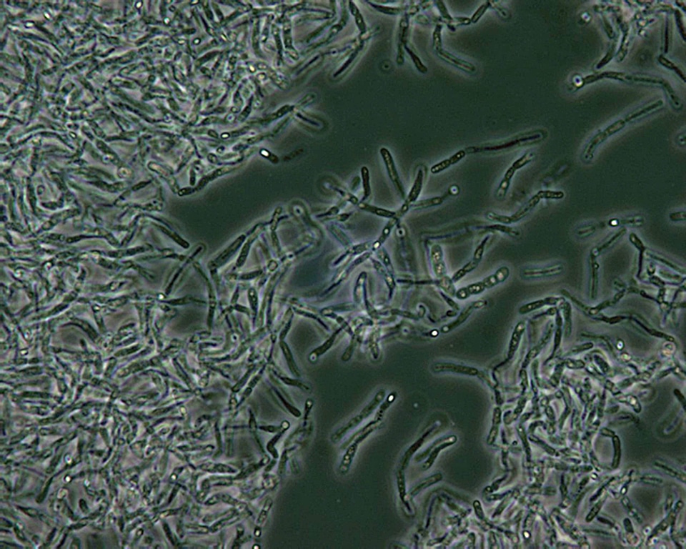 Bacillus contrast microscopy