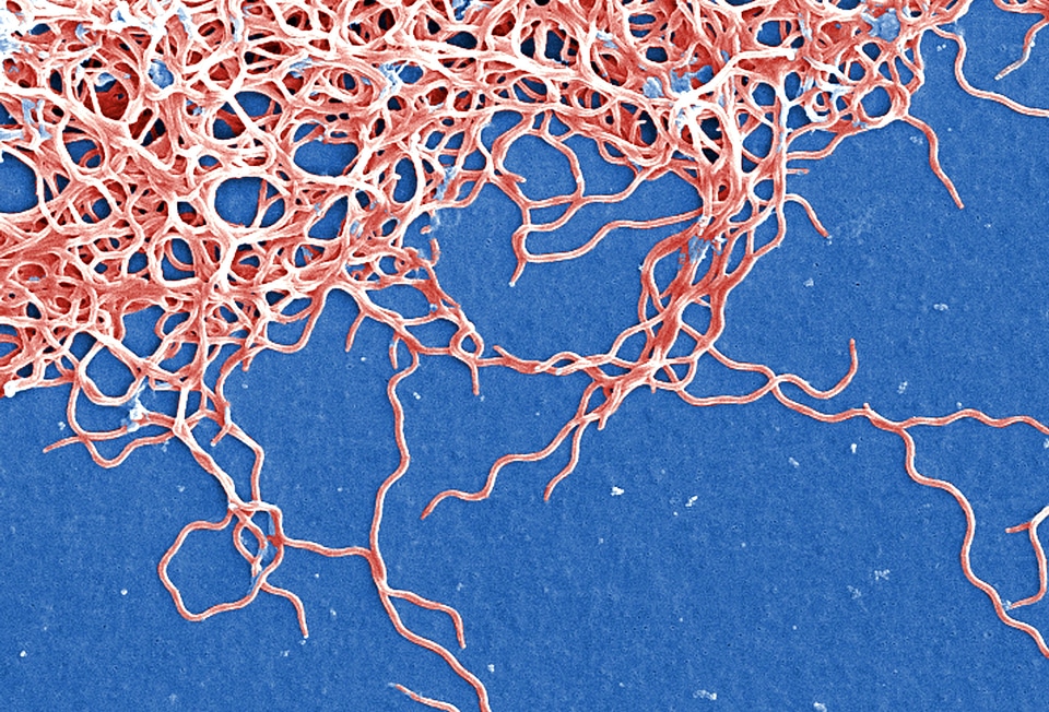 Bacteria Borrelia spirochaetaceae gram