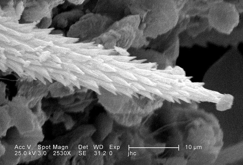 Found surface ultrastructural